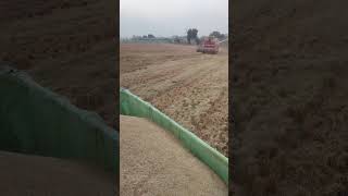 ਸਬਰ ਹੋਵੇ ਤਾਂ ਮੁੱਲ ਪੈ ਜਾਂਦਾ shortvideo pindawalajatt farming farming subscribe [upl. by Rosenblum]