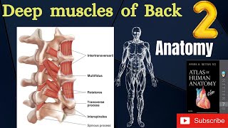 Transversospinales  Deep muscles of back  Part 2  Muscle Anatomy  Balance MBBS [upl. by Eekram]