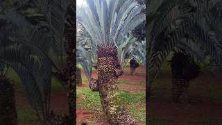 ELehmannii cycad nature africa southafrica botany travel plants rareplants garden flower [upl. by Aihsar]