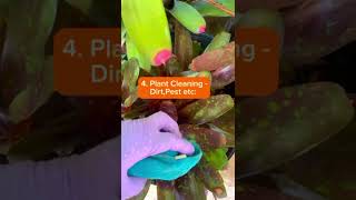 Care Tips For Your Neoregelia Bromeliad Plantsshorts [upl. by Papp848]