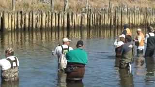 samish river combat fishing an exclent day for kings part 3 [upl. by Hanoy]