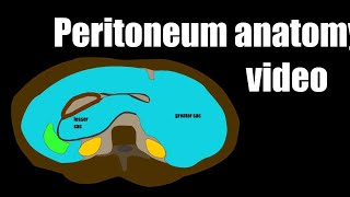 Peritoneum anatomy video [upl. by Mccomb367]