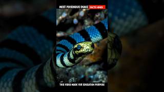 MOST POISONOUS SNAKE IN THE WORLD  shorts snake facts hindi [upl. by Namwen]