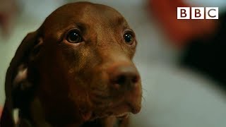 Can dogs tell the time 🐶  Inside the Animal Mind  BBC [upl. by Galatea]