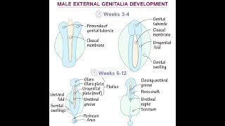 Equivalent of the Phallus in males and females [upl. by Hum]