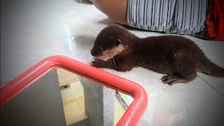 otter yuki playing table tennis ball he how happy when i hug him [upl. by Seth539]