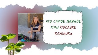 ЧТО САМОЕ ВАЖНОЕ ПРИ ПОСАДКЕ КЛУБНИКИ [upl. by Mick]