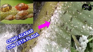 Acabar con COCHINILLAS en UN DÍA  Remedio CASERO para la Cochinilla Algodonosa en las Plantas [upl. by Audry]