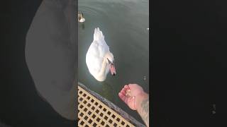 Feeding swan [upl. by Venditti]