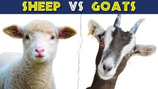 Difference Between Sheep amp Goats 🐑🐐 [upl. by Barbey167]