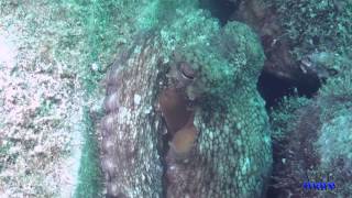 Documentario Il Polpo  Octopus  VRT MARE [upl. by Terrena412]