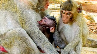 Little Monkey Asking Milk Mama As Newborn Baby Too  Lovely Newborn Baby Monkey [upl. by Daukas960]