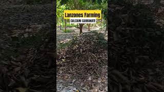 LANZONES FARMING FERTILIZER  CALCIUM CARBONATE countrymusic nature adayinmylife lanzones [upl. by Sonaj661]