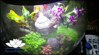 Zamgławianie BIORB AIR 60 Terrarium satisfying biorb orchid beautiful bottlegarden bottleart [upl. by Floris]