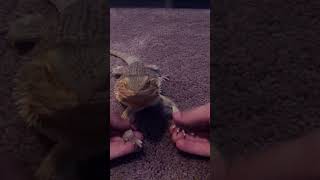 beardeddragon lizard butters dancing part 4 Part 5 coming soon [upl. by Surazal]