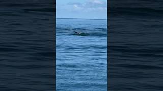 Dolphins jumping out of the water at Clearwater Beach Florida [upl. by Neral312]