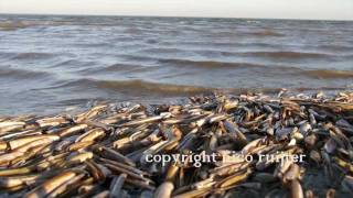 Nederland eiland Schiermonnikoog [upl. by Eicyal]