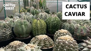 Learn how Jack cares for his Japanese and Thai hybrid Ariocarpus and Astrophytum cactus [upl. by Stillman]