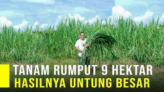 Nekat Sewa Lahan 9 Hektar Untuk Tanam Rumput Hasilya Untung Besar [upl. by Lrigybab403]