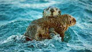 Sea Otters Hold Hands To Survive The Dangers Of The Open Ocean  BBC Earth [upl. by Rochkind]