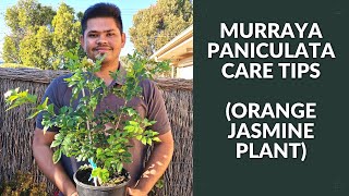 Murraya Paniculata EASIEST Care Tips to know  Orange Jasmine Plant [upl. by Garwood]