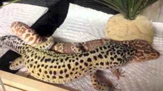 Leopard Geckos Mating [upl. by Olivie134]