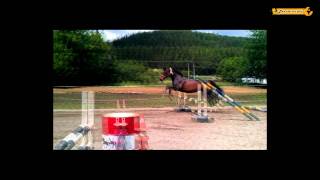 Free Jumping Horse  Freispringen [upl. by Atteroc]