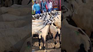 sheep kids price Gudur sheep market sheep price [upl. by Hillier778]