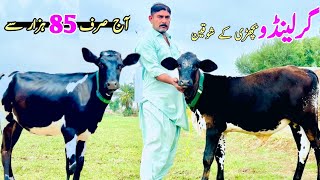 Garlando Hf Heifers  Australian bachrian For Sale in Sargodha  Jersey cross Heifers [upl. by Yahiya]