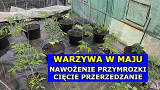 Moje Warzywa w Maju Przymrozki Nawożenie Cięcie Cieniowanie Pomidorów Prace w Ogrodzie Warzywnym [upl. by Annaitsirk868]