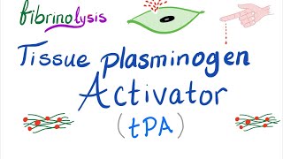 Tissue Plasminogen Activator tPA [upl. by Nosrettap]