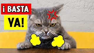 10 Hábitos que los Gatos ODIAN y Desearían que No Hicieras 💔 [upl. by Aihsilef]