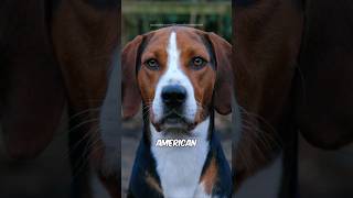 American Foxhound 🐶 [upl. by Callista]