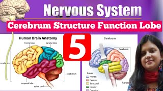 Cerebrum Structure Function Lobe amp Sulcus  Parts Of Cerebrum  Cerebrum  Complete Cerebrum [upl. by Edlun82]