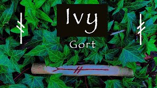 Ivy  Myth Symbolism and Folklore of the Ivy Gort [upl. by Annairba]