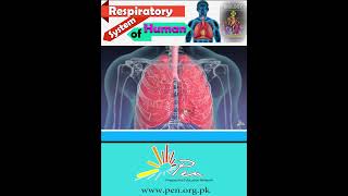 Respiratory system of Humans I Learn about the respiratory system of Human I biology penacademy [upl. by Scoter769]