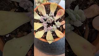 Succulent Leaf Propagation Update 🪴 succulents propagatesuculentas [upl. by Giarla]