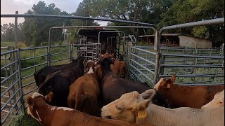 Hauling off cull cows amp weaning calves [upl. by Nalyorf89]