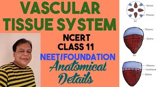 Class 11 biologyCh 6Ground and Vascular tissue systemVascular tissueSimple tissue [upl. by Ettelrats]