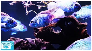 An Amazing Community Fish Electric Blue Acara Care and Breeding [upl. by Sotnas241]