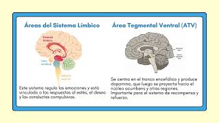 Neurobiología de la adición [upl. by Narok]