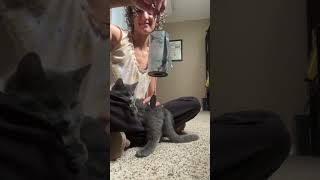 Thaddeus the Sound Healing Kitten cat soundtherapy chimes cute funnypets viralshorts [upl. by Maleeny]