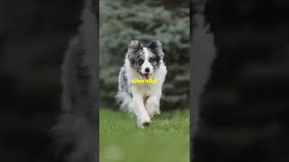 7 Reasons Why Border Collies Are Genius Dogs bordercollie dogshorts agilitytraining doglovers [upl. by Hcirdla497]