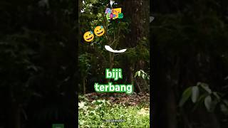 Biji tanaman ini bisa terbang  Alsomitra macrocarpa tanaman [upl. by Chilson]