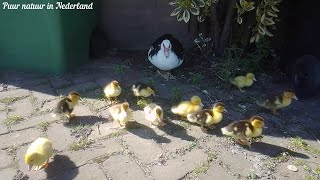 Muskuseend Barbarie eend Kaapse eend met kleintjes Muscovy duck Barbary duck with juveniles [upl. by Nahpos581]