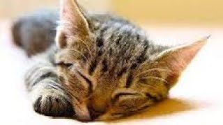 ❤️❤️💤💤Música Relajante para gatos musicaparadormir gatitos🐾🐾💤 [upl. by Anees]