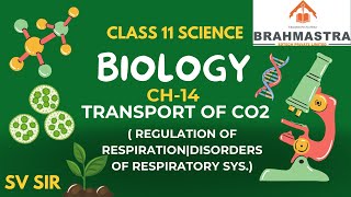 STD 11  BIOLOGY  CH 14  Transport of CO2 REGULATION OF RESPIRATIONDISORDERS OF RESPIRATORY SYS [upl. by Pippa]