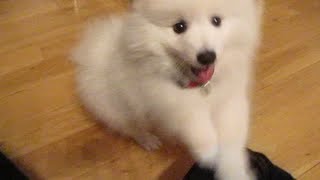 Cute Japanese Spitz puppy Cosmo being funny and hyperactive [upl. by Odnanreh45]