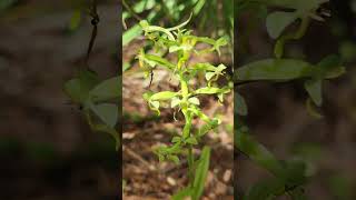 The toothed rein orchid Habenaria odontopetata aka H floribunda in Florida [upl. by Iah]