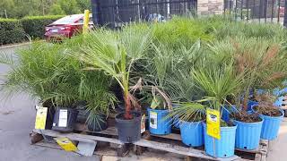 More Mexican Fan Palms at Home Depot [upl. by Yelyac302]